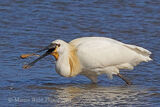 41784AC Spoonbill