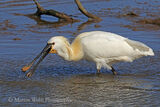 41816AC Spoonbill