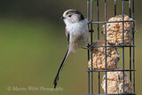 41946AC Long-tailed Tit