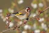 41968AC Goldfinch
