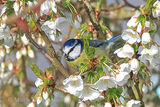42017AC Blue Tit