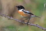 42034AC Stonechat
