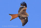 42199AC Red Kite
