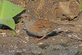 42241AC Dunnock