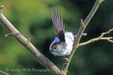 42263AC Long-tailed Tit