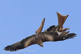 42303AC Red Kite