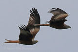 42306AC Red Kite