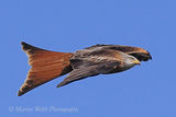 42316AC Red Kite