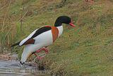 42363AC Shelduck