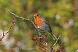 42386AC Robin