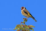 42397AC Goldfinch