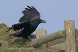 42406AC Raven