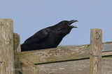 42414AC Raven