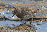 42624AC Purple Sandpiper