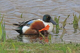 42641AC Shoveler Duck