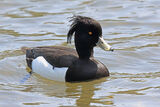 42754AC Tufted Duck