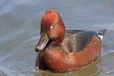 42759AC Ferruginous duck