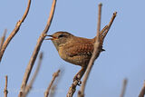 42832AC Wren