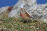42838AC Linnet