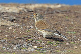 42840AC Linnet