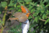 42955AC Robin