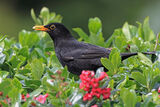 43142AC Blackbird