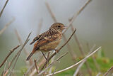 43245AC Stonechat