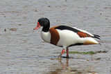 43274AC Shelduck