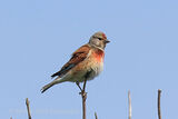 43313AC Linnet