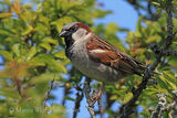 43370AC House Sparrow