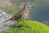 43376AC Rock Pipit