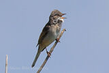 43469AC Whitethroat