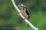 43530AC Great Spotted Woodpecker