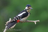43541AC Great Spotted Woodpecker