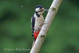 43553AC Great Spotted Woodpecker