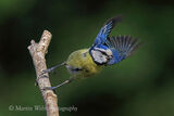 43586AC Blue Tit