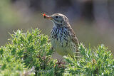43610AC Meadow Pipit