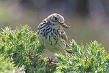 43614AC Meadow Pipit