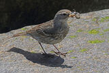43661AC Rock Pipit