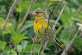 43685AC Greenfinch
