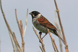 43696AC Reed Bunting