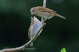 43711AC House Sparrow