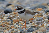 43801AC Ringed Plover