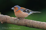 44015AC Chaffinch