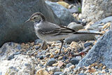 44027AC Pied Wagtail