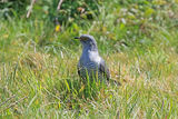 44058AC Cuckoo