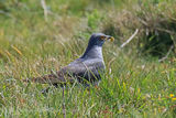 44062AC Cuckoo