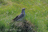 44073AC Cuckoo