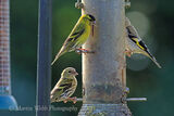 44076AC Siskin