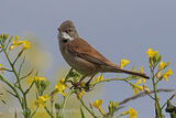 44082AC Whitethroat